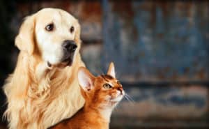 gato e cachorro gato abissinio golden retriever junto no colorido enferrujado humor ansioso triste 147970 16