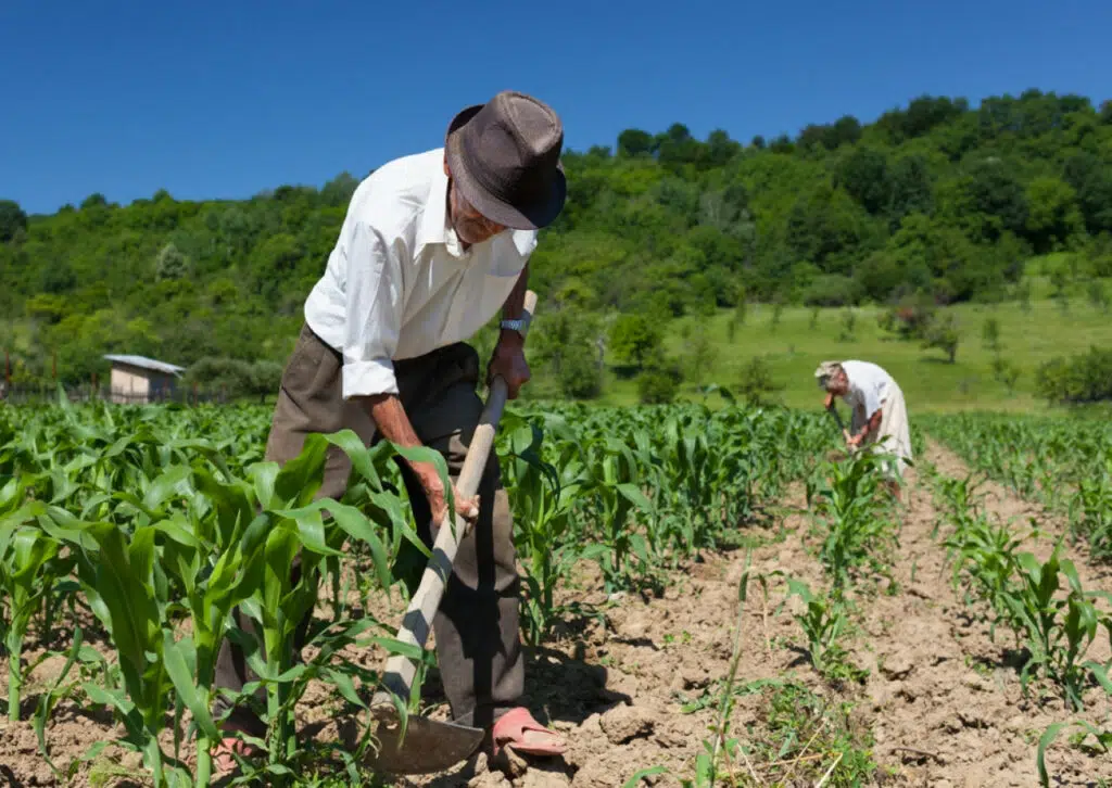 Aposentadoria do trabalhador rural: reconhecimento da "lavoura" é parte da trajetória para o benefício 2 c61175 6c58fa2a236d45cdbcc930a32267c5c8 mv2
