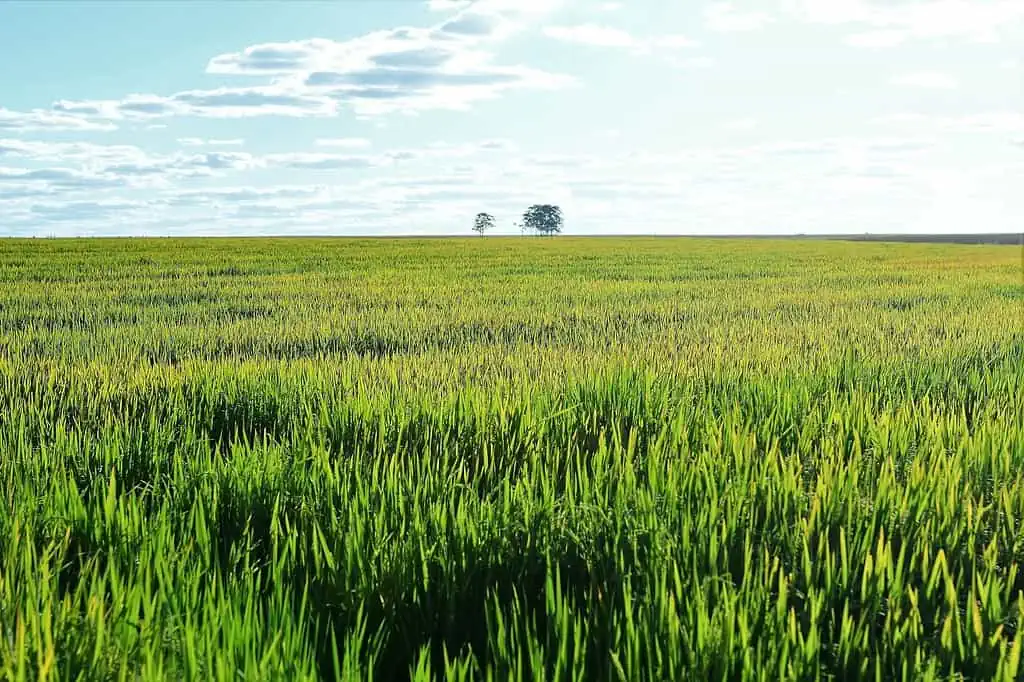 Agro brasileiro tem expectativa de crescimento em 2023 e precisa de ações estratégicas do governo 2 rice farming southern brazil