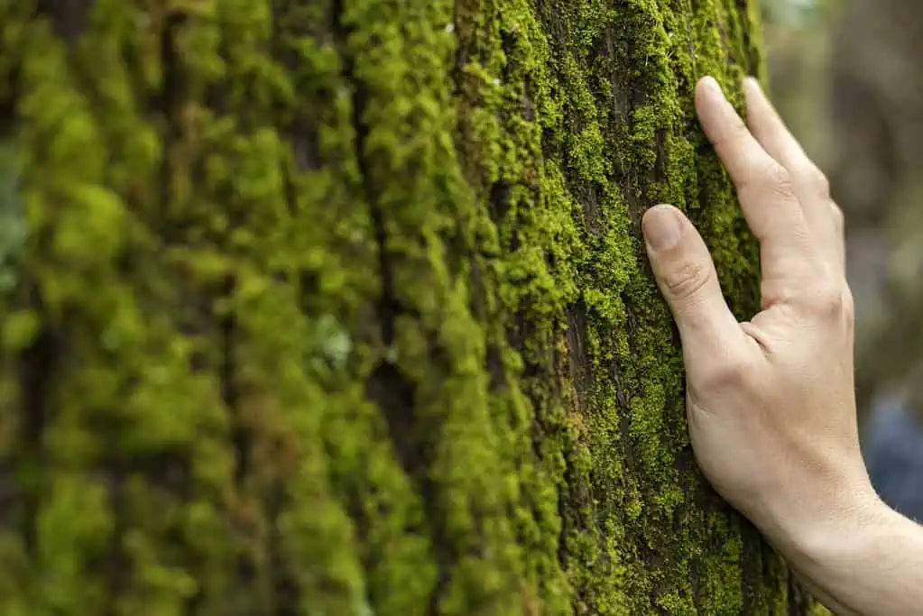 Proteção ao meio ambiente é tema de obra assinada por mais de 60 especialistas brasileiros 2 mao tocando musgo de arvore de perto
