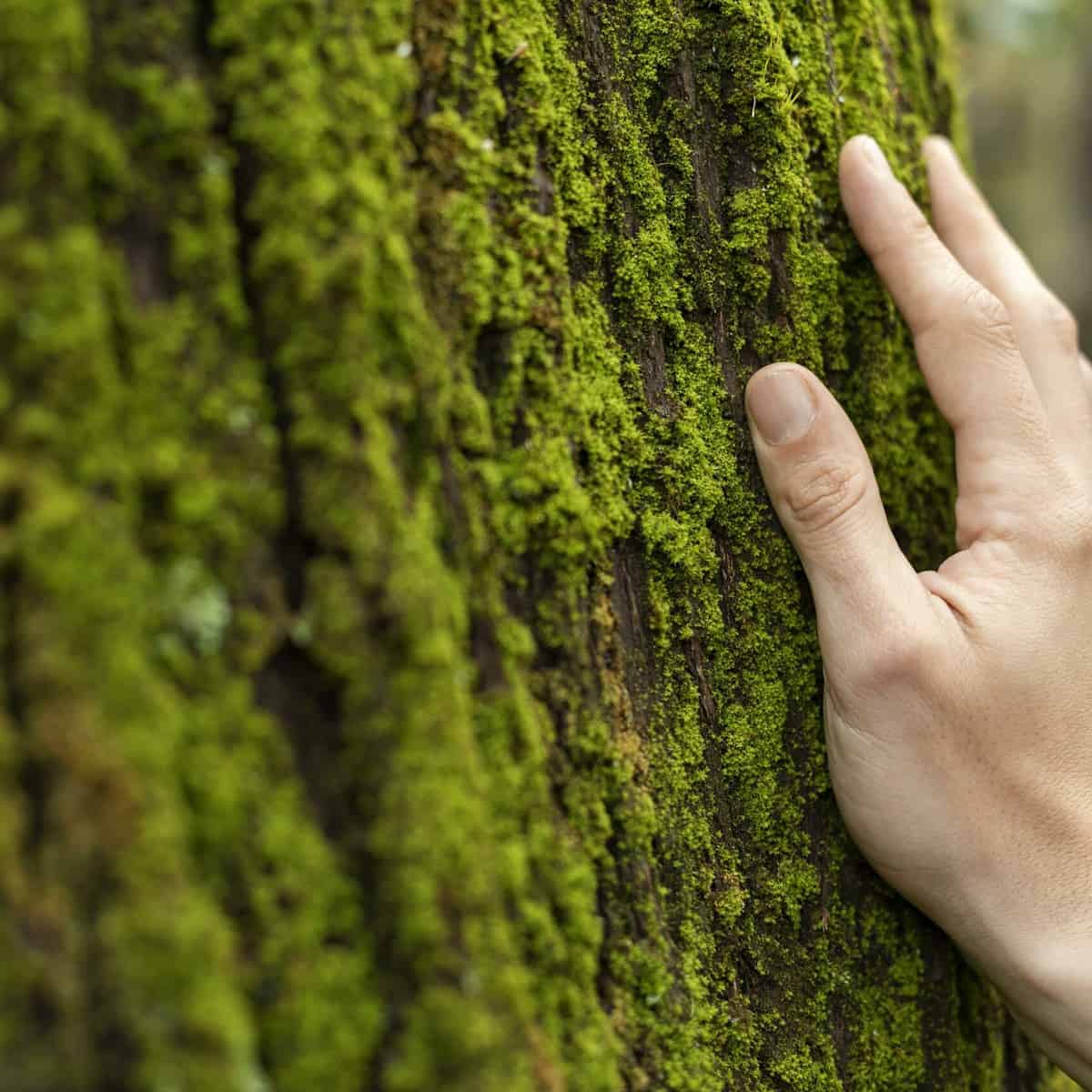 mao tocando musgo de arvore de perto scaled
