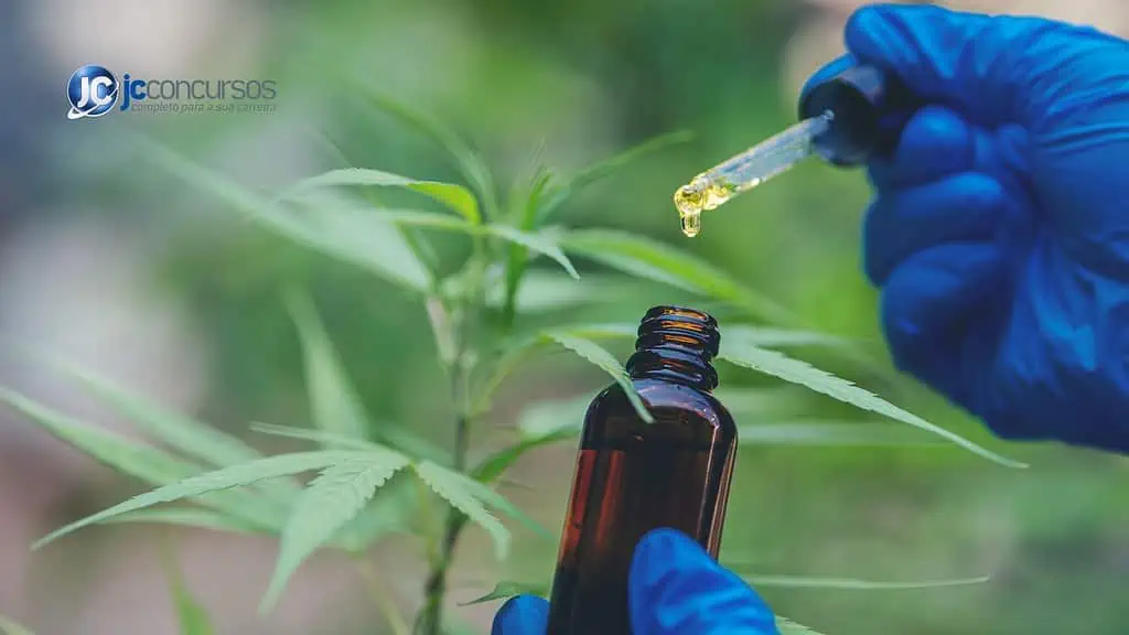 Liberação de cannabis no SUS é um avanço imensurável 2 cannabis medicial sus lei