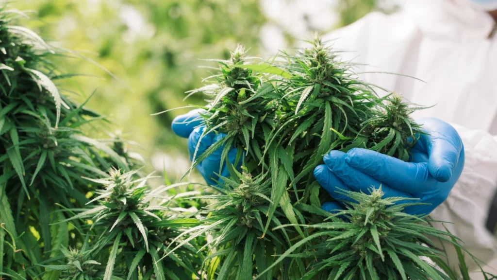 Congresso Nacional reúne ministro e especialistas nesta terça (27) para debater regulamentação da cannabis 1 GettyImages 1298557672