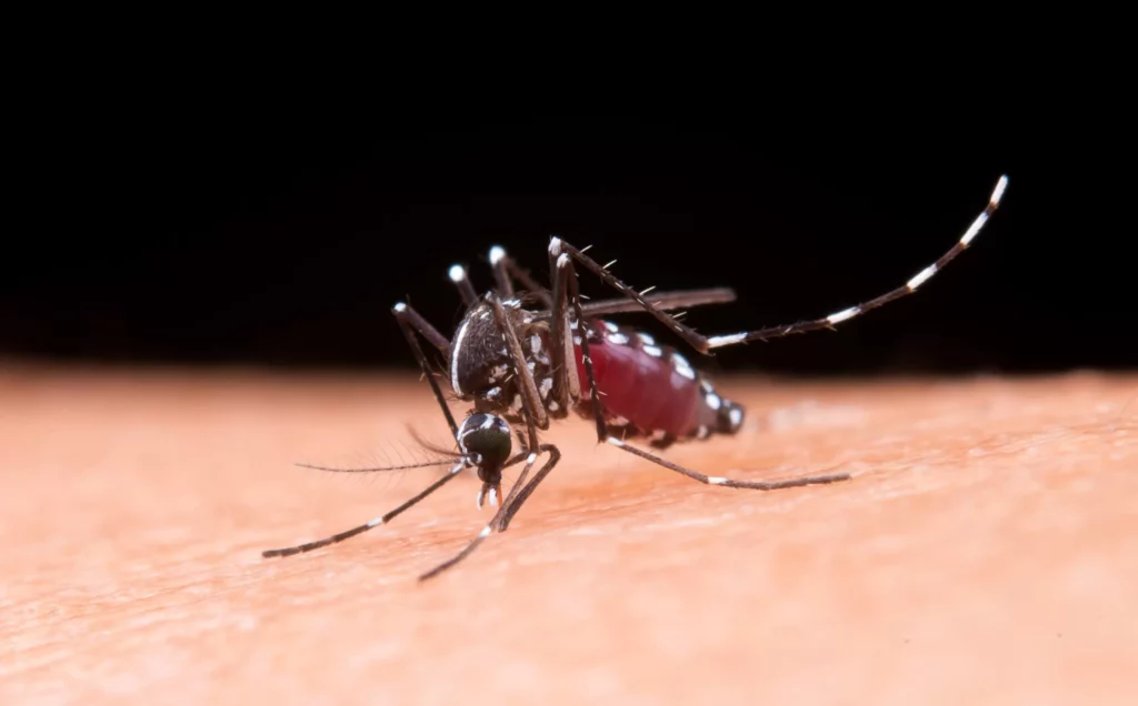 Epidemia de dengue provoca o aumento de afastamentos no trabalho 2 mosquito scaled e1709661219463